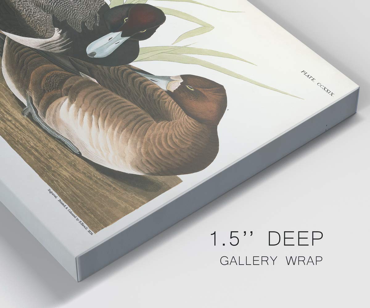 John James Audubon Scaup Duck Wall Art - Premium Gallery Wrapped Canvas Print, Bluebill Bird Decor, 32x48 Inches, Ready to Hang - Perfect for Living Room, Office or Nature-Themed Home Decor