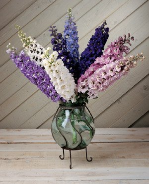 Delphinium Magic Fountain Mix - 500 Seeds for Vibrant Garden Flowers | Perfect for Borders, Cut Flowers & Pollinator Gardens