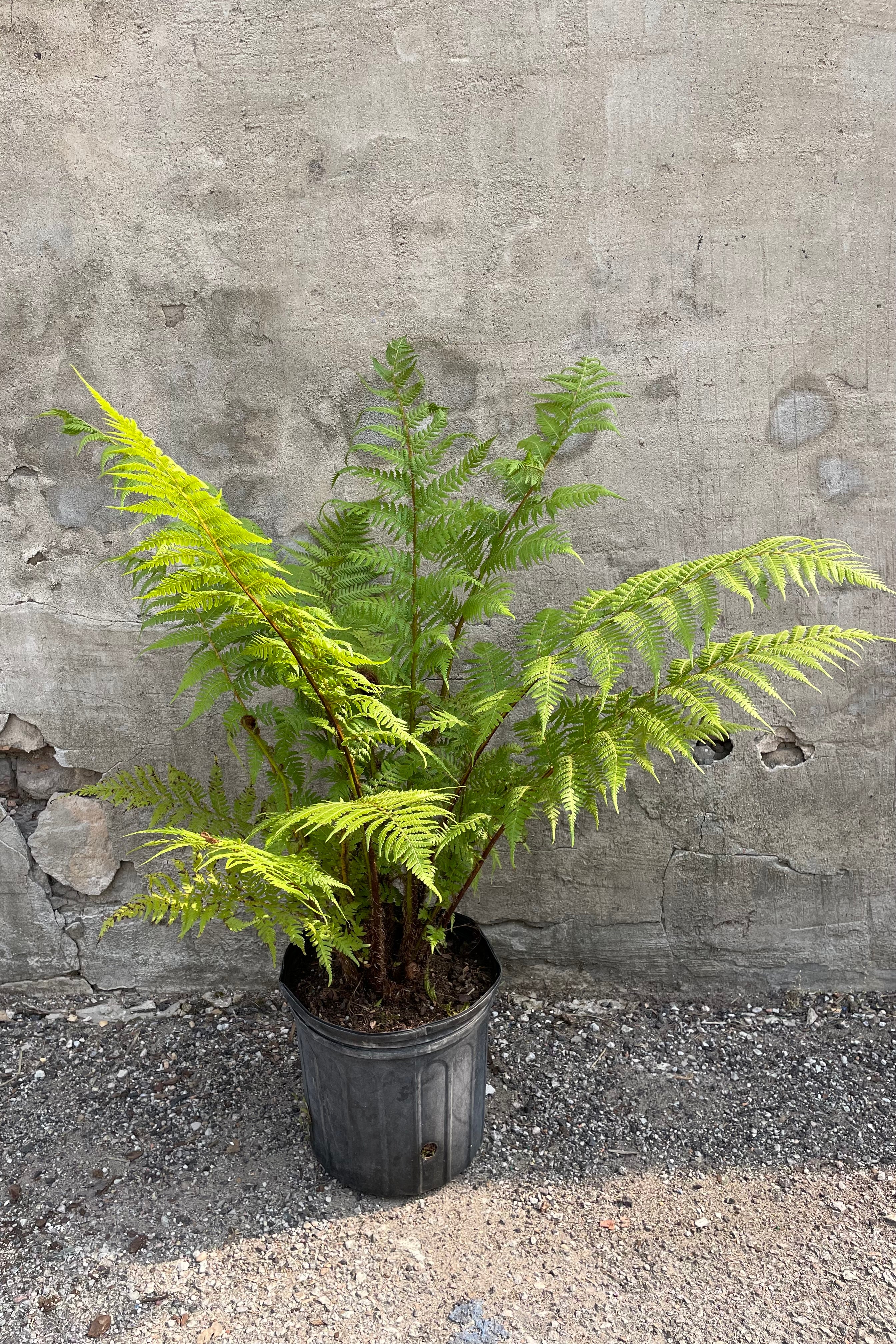 Cyathea cooperi Australian Tree Fern - 10 Gallon Potted Plant for Tropical Landscaping & Indoor Greenery