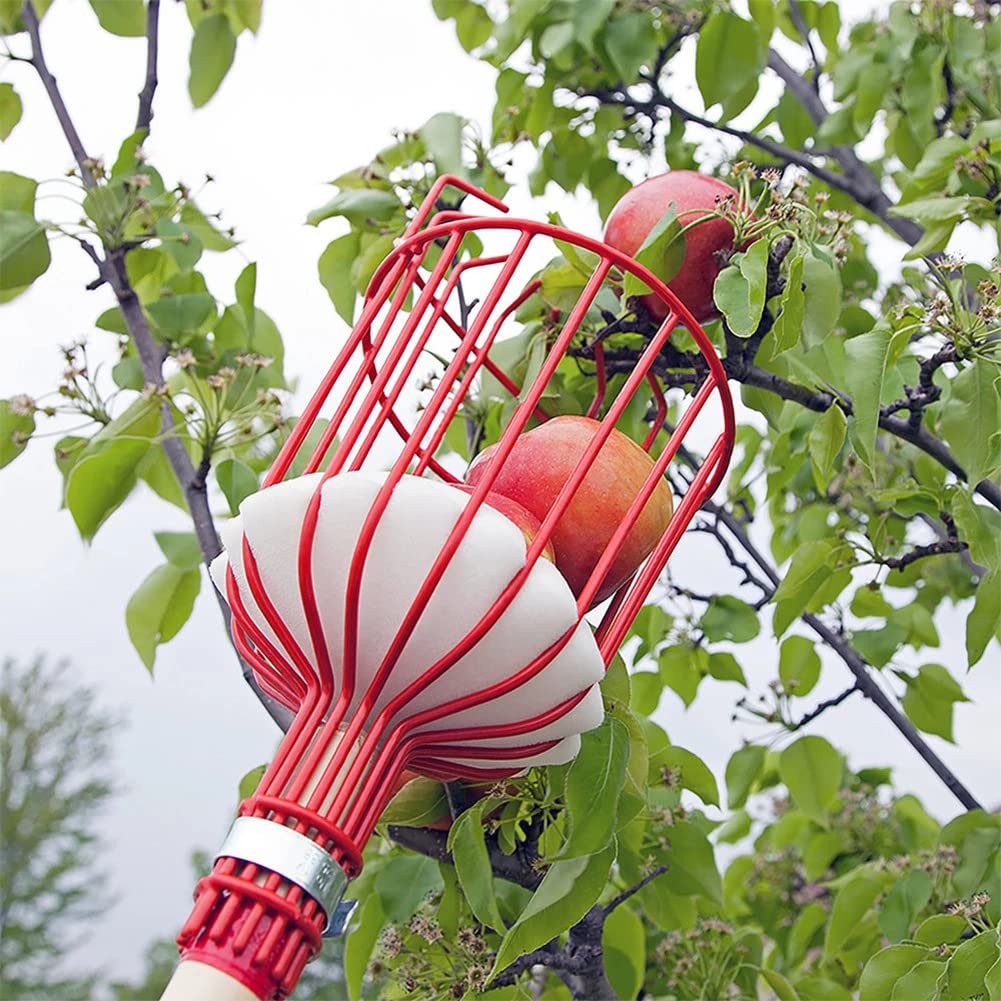 13 FT Adjustable Fruit Picker Pole with Large Basket - Metal Handle Gardening Tool for Apple, Orange, Mango & Apricot Trees - Includes Extra Fruit Carrying Bag - Perfect for Home Orchards, Backyard Harvesting & Commercial Fruit Picking