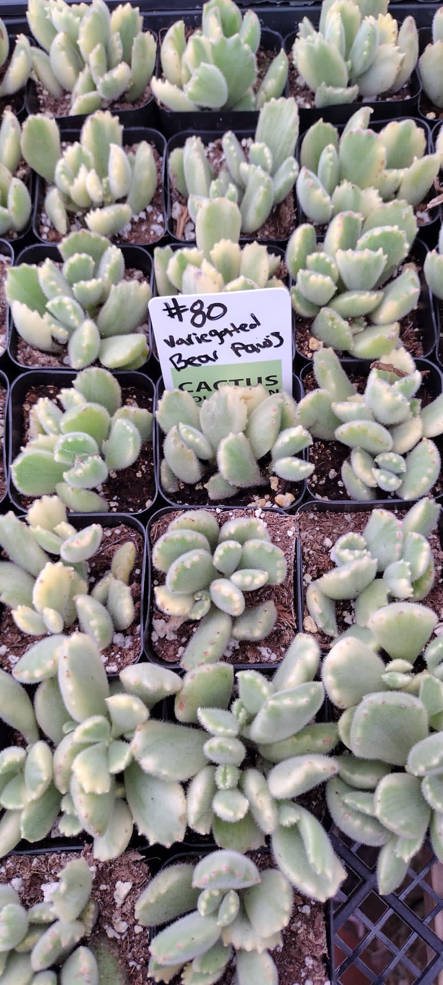 Variegated Bear Paws Succulent Plants - 80 Pack for Home Decor, Office Desk, and Garden Landscaping