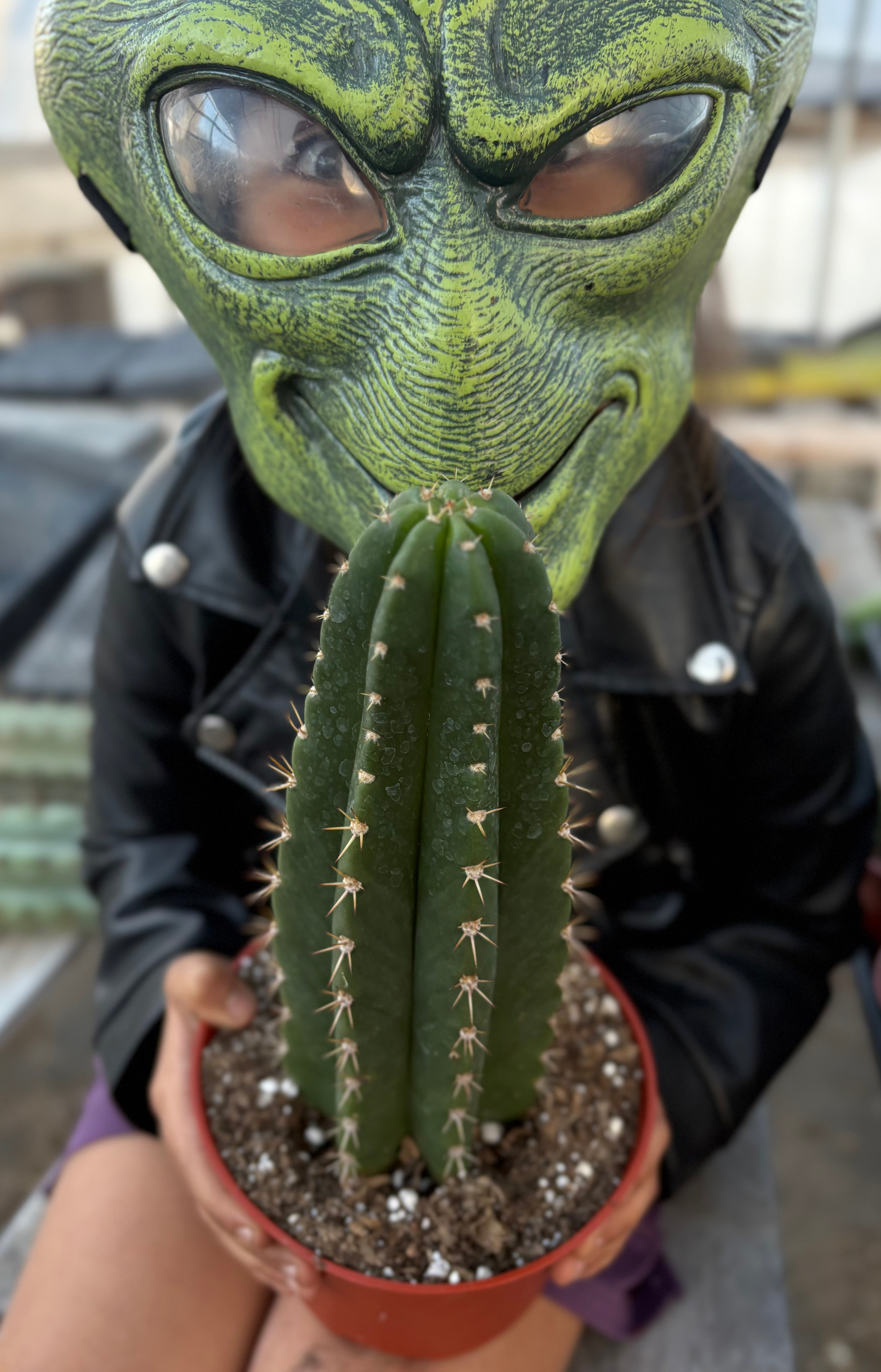Exact Trichocereus Pachanoi Jiimz Long Spine Cactus | Live Potted Plant for Home & Garden Decor | Perfect for Desert Landscaping and Indoor Succulent Displays