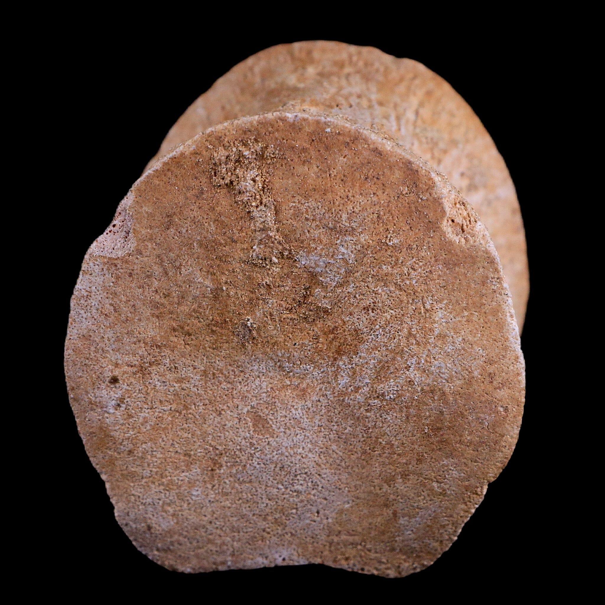 2 Authentic Plesiosaur Fossil Vertebrae - Cretaceous Dinosaur Era - Zarafasaura & Elasmosaurus Species - Includes COA - Perfect for Paleontology Collectors & Dinosaur Enthusiasts