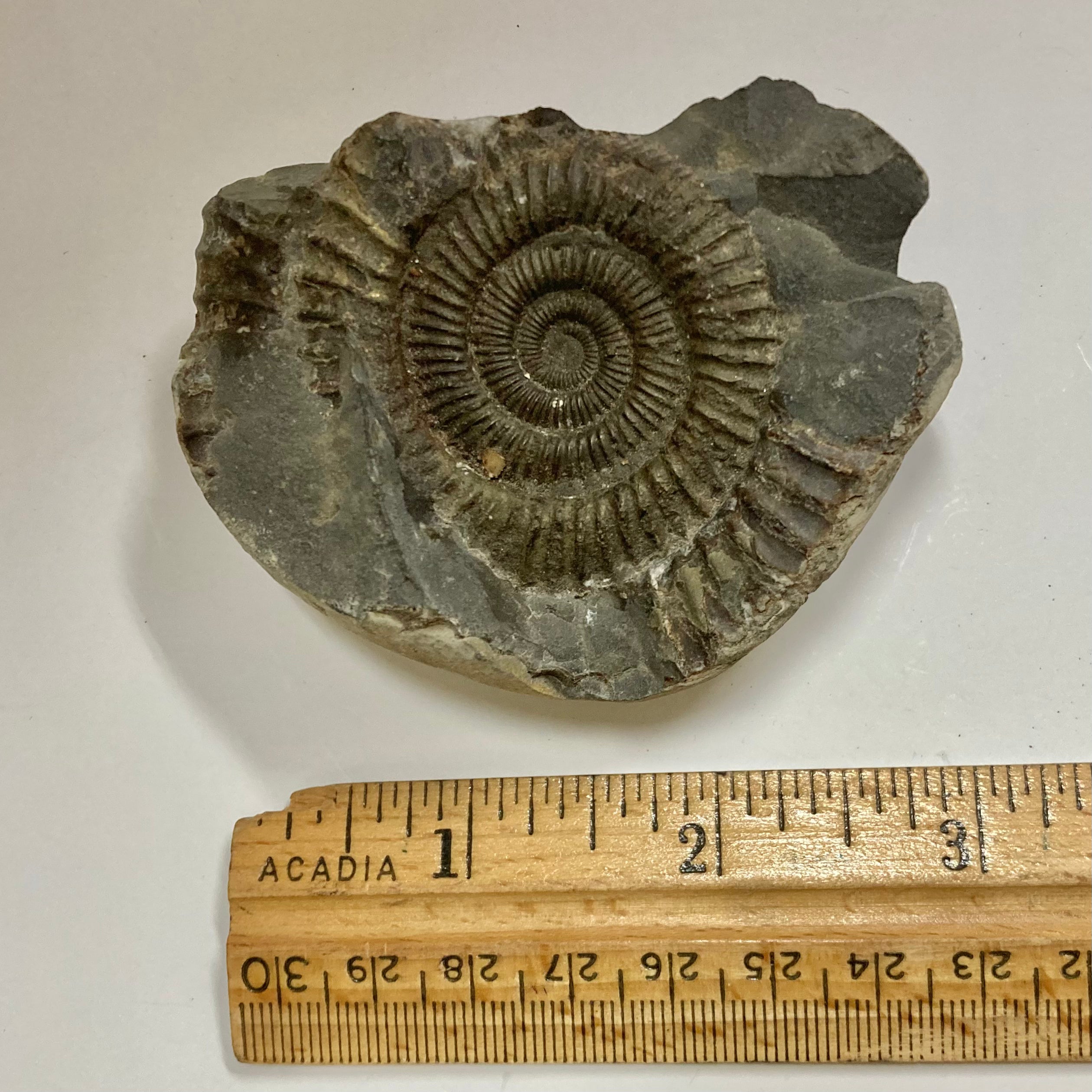 Authentic Ammonite Fossil - Dactylioceras sp. Specimen for Collectors, Home Decor & Educational Use | Perfect for Geology Enthusiasts, Classroom Display & Unique Gift Idea