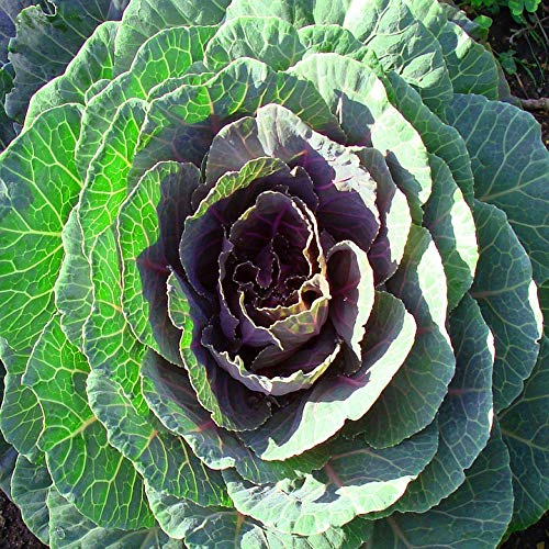 Vibrant 20x30 Inch Laminated Flowering Kale Plant Poster - Nature Vegetable Leaf Wall Art for Kitchen Decor, Dining Room & Office - Perfect for Framing