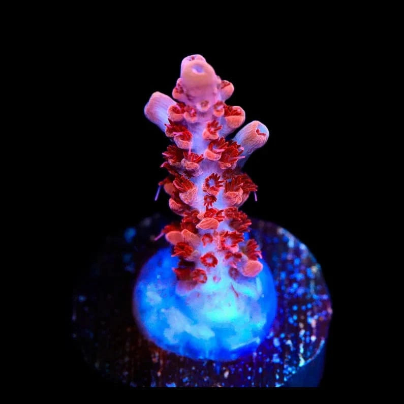 Premium CB Maleficent Acropora Coral for Saltwater Aquariums - Vibrant Purple & Green SPS Coral for Reef Tanks, Coral Frags, and Marine Aquascaping