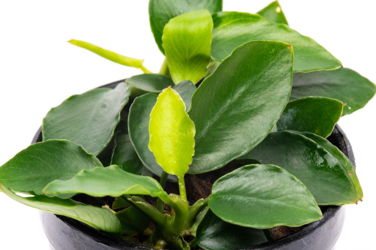Anubias Nana Long Wavy Live Aquarium Plant - Easy Low Light Freshwater Aquatic Plant for Fish Tanks, Aquascaping & Nano Tanks