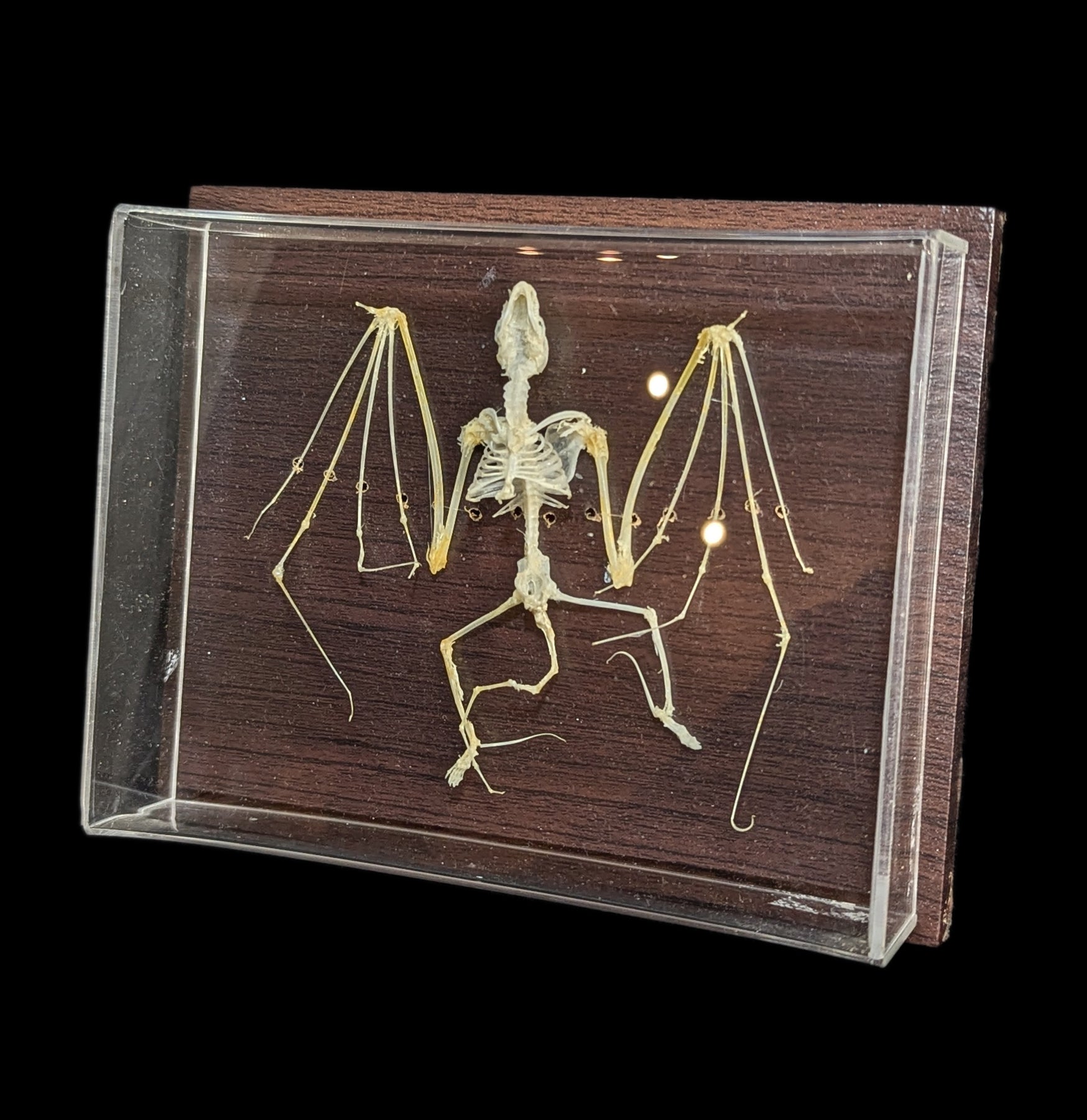 Realistic Articulated Bat Skeleton - Halloween Decor, Science Classroom Display & Gothic Home Decor - Perfect for Halloween Party, Biology Education & Spooky Room Decor