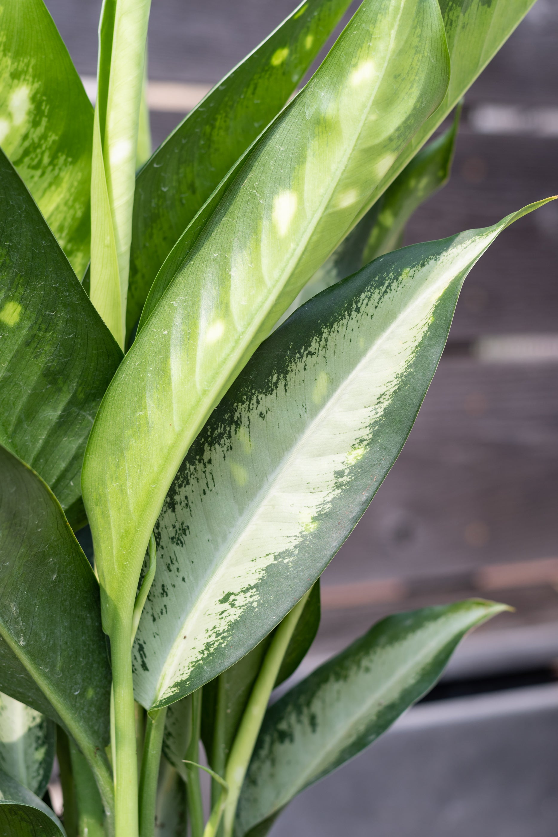 Dieffenbachia 'Panther' 8