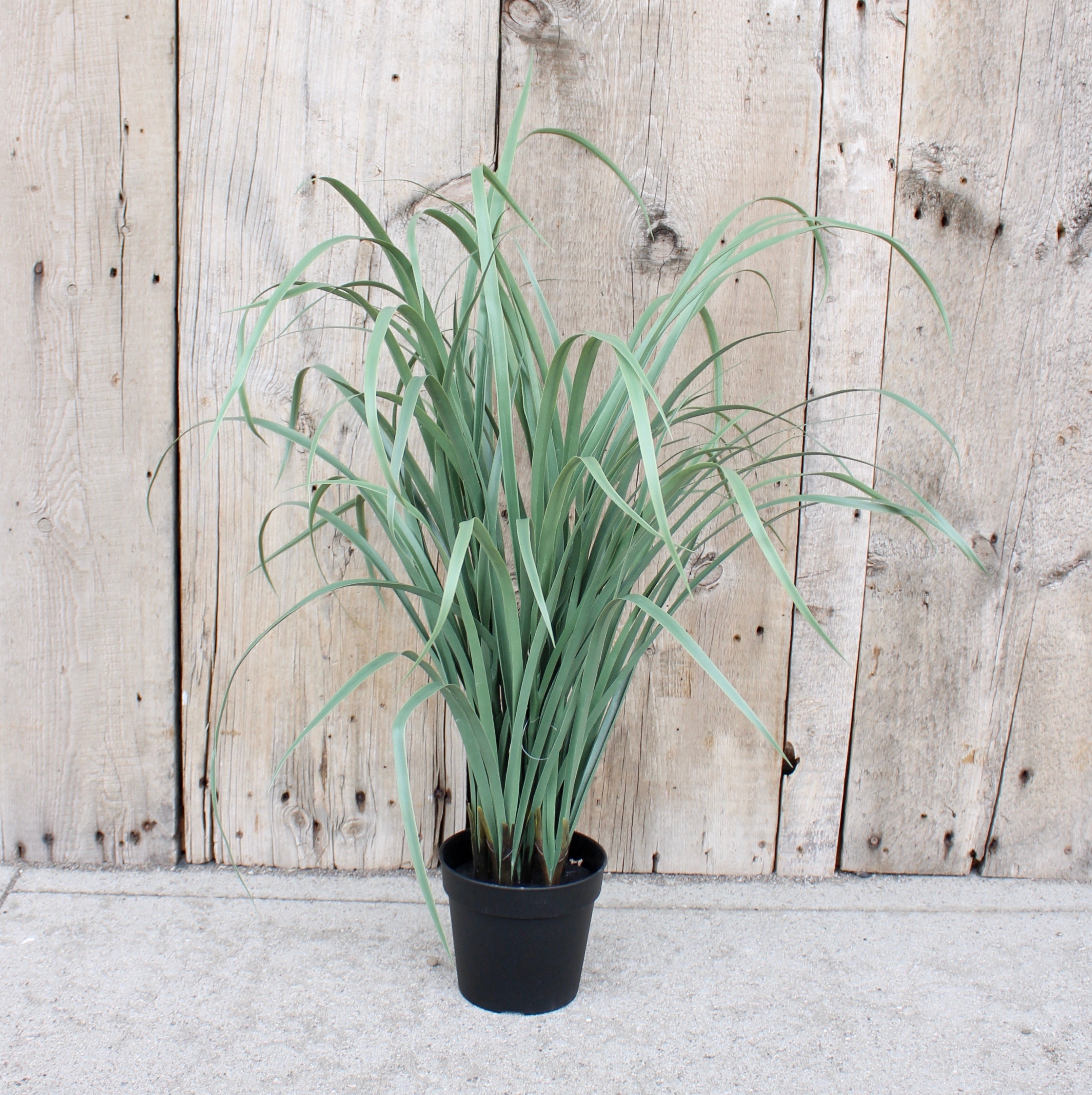 Premium Light Green Fountain Grass - Ornamental Perennial for Landscaping & Garden Decor | Perfect for Borders, Containers & Drought-Tolerant Gardens
