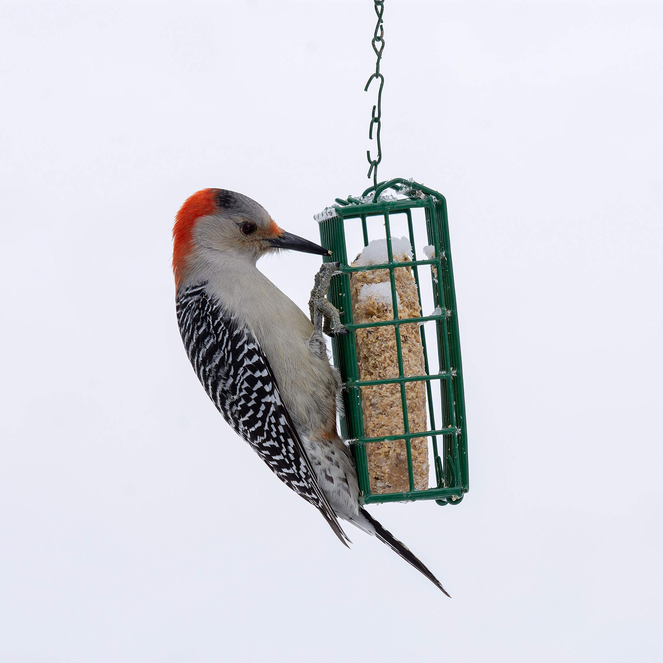 **C&S High Energy Delight No Melt Suet Dough - 11oz (Pack of 12) - Premium Bird Food for Wild Birds, Woodpeckers & Chickadees - Ideal for Backyard Bird Feeding & Wildlife Attraction**