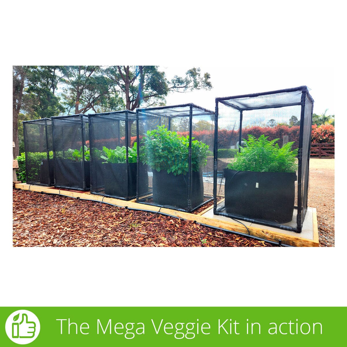 Aussie Gardener Mega Veggie Garden Kit - Complete Organic Vegetable Growing Set for Home Gardening - Perfect for Backyards, Patios & Indoor Herb Gardens