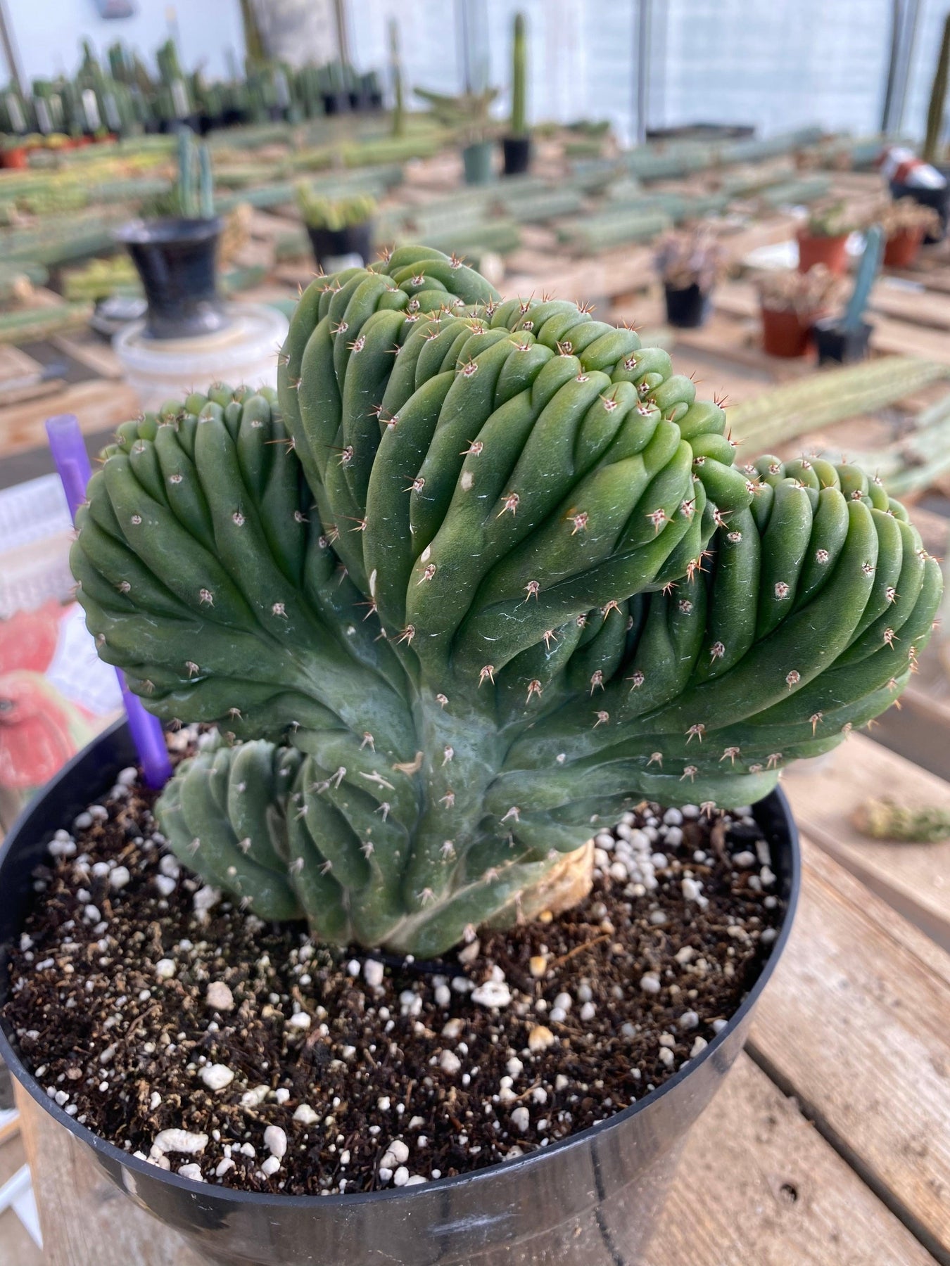 EC239 EXACT Trichocereus Pachanoi Crested Ornamental Cactus - Rare Crested San Pedro Cactus for Home Decor & Garden Landscaping