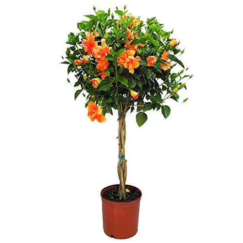 Braided Live Hibiscus Tree - Double Peach Flower - Tropical Plants for Florida - 38