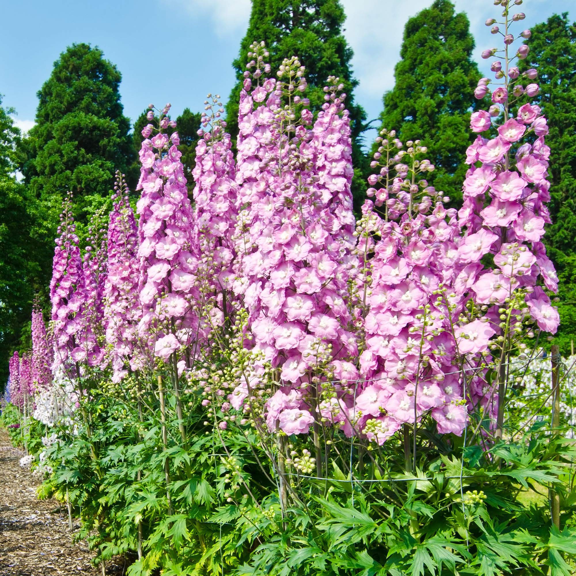 Outsidepride 1000 Seeds Delphinium Rose Larkspur Flower Seeds for Planting - Perennial Garden Flowers for Borders, Cut Flowers & Cottage Gardens