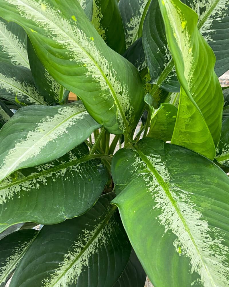 Dieffenbachia Cougar - Live Indoor Houseplant in 4 Inch Pot | Rare Dumb Cane & Leopard Lily for Home & Office Decor | Air Purifying Tropical Plant for Living Room, Bedroom, or Workspace