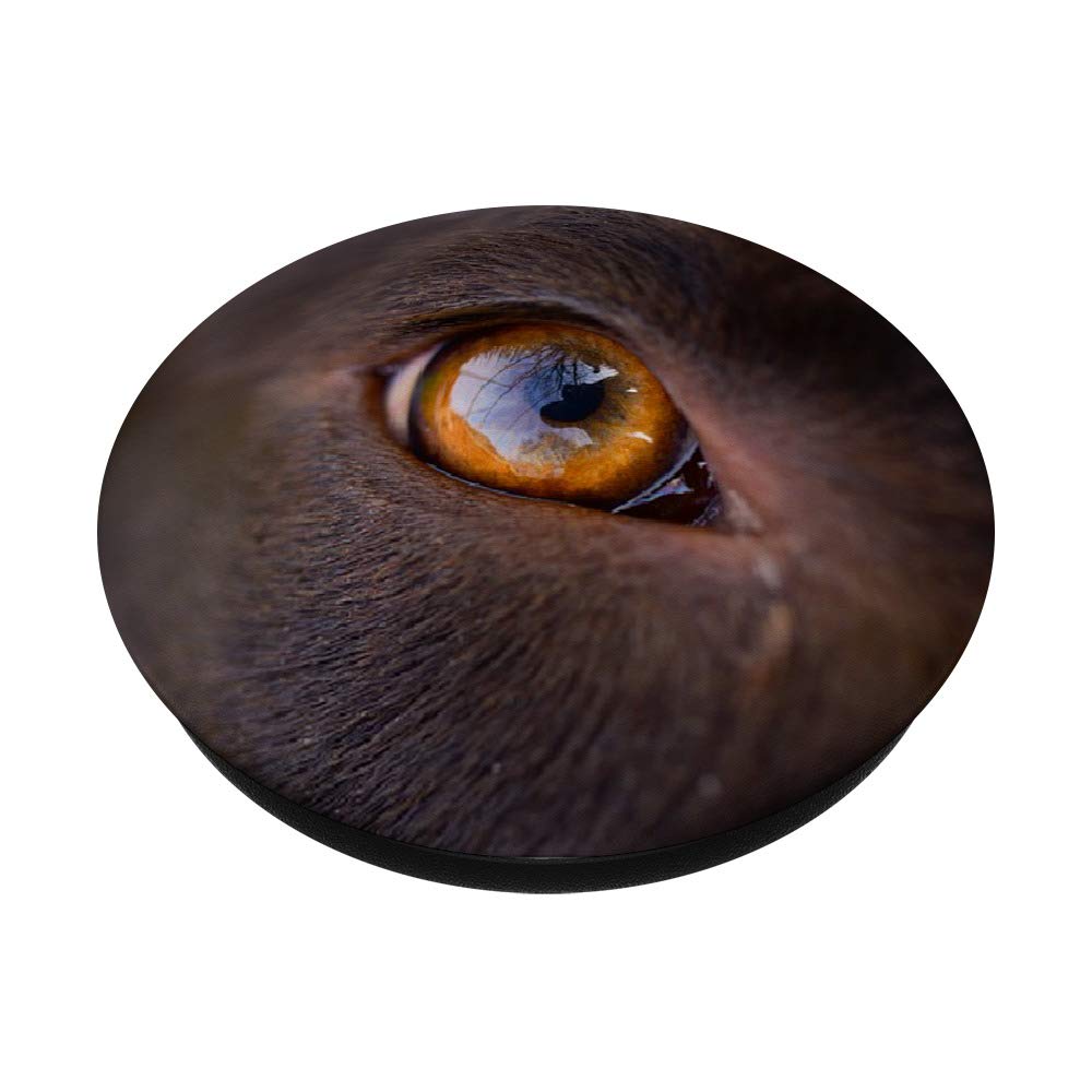 Chocolate Lab Eyes for Dogs - High-Quality Pet Grooming & Care Accessories - Perfect for Dog Shows, Grooming Sessions & Daily Pet Care
