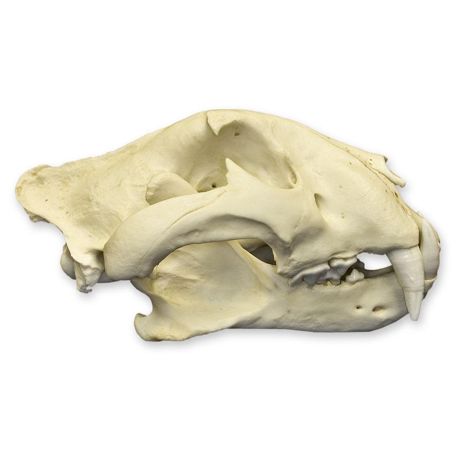 Replica Bengal Tiger Skull - Lifelike Animal Skull Model for Home Decor, Halloween Props, and Educational Displays