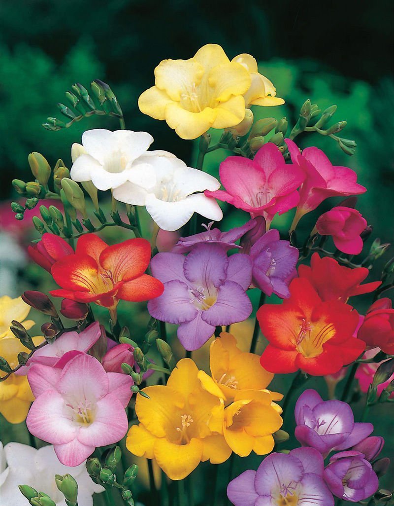 10 Freesia Mix Flower Bulbs - Fragrant Perennial Blooms for Late Summer Gardens | Perfect for Borders, Containers & Cut Flower Arrangements