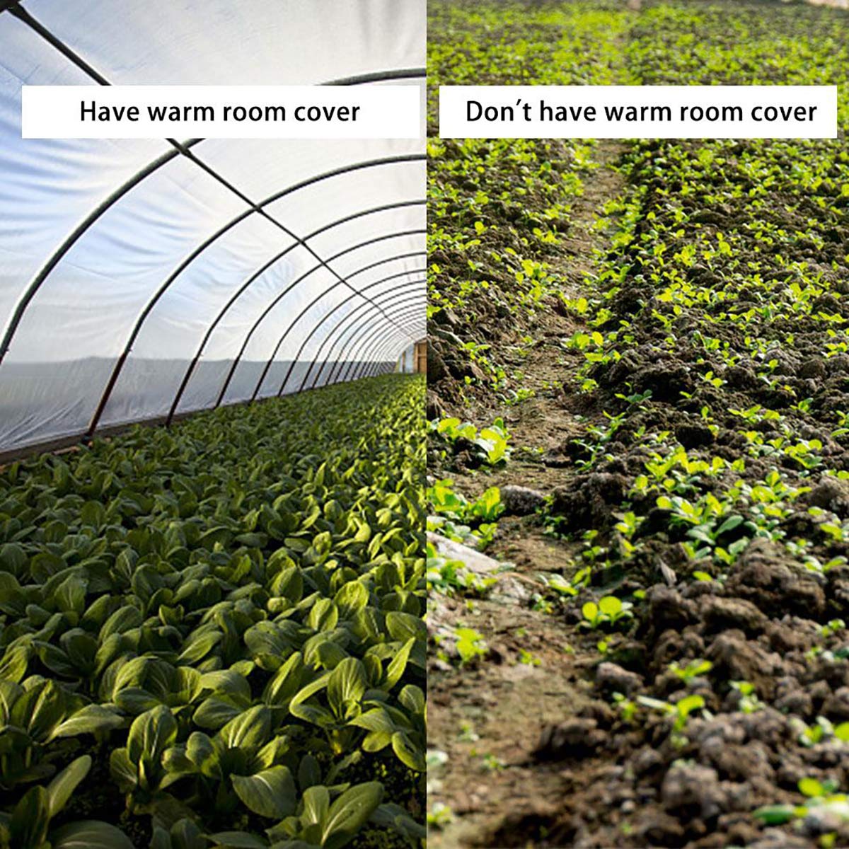 Durable Garden Poly Tunnel Greenhouse Cover - Weatherproof Plastic Film for Harsh Conditions & Seed Germination | Perfect for Home Gardening, Plant Protection & Year-Round Growing
