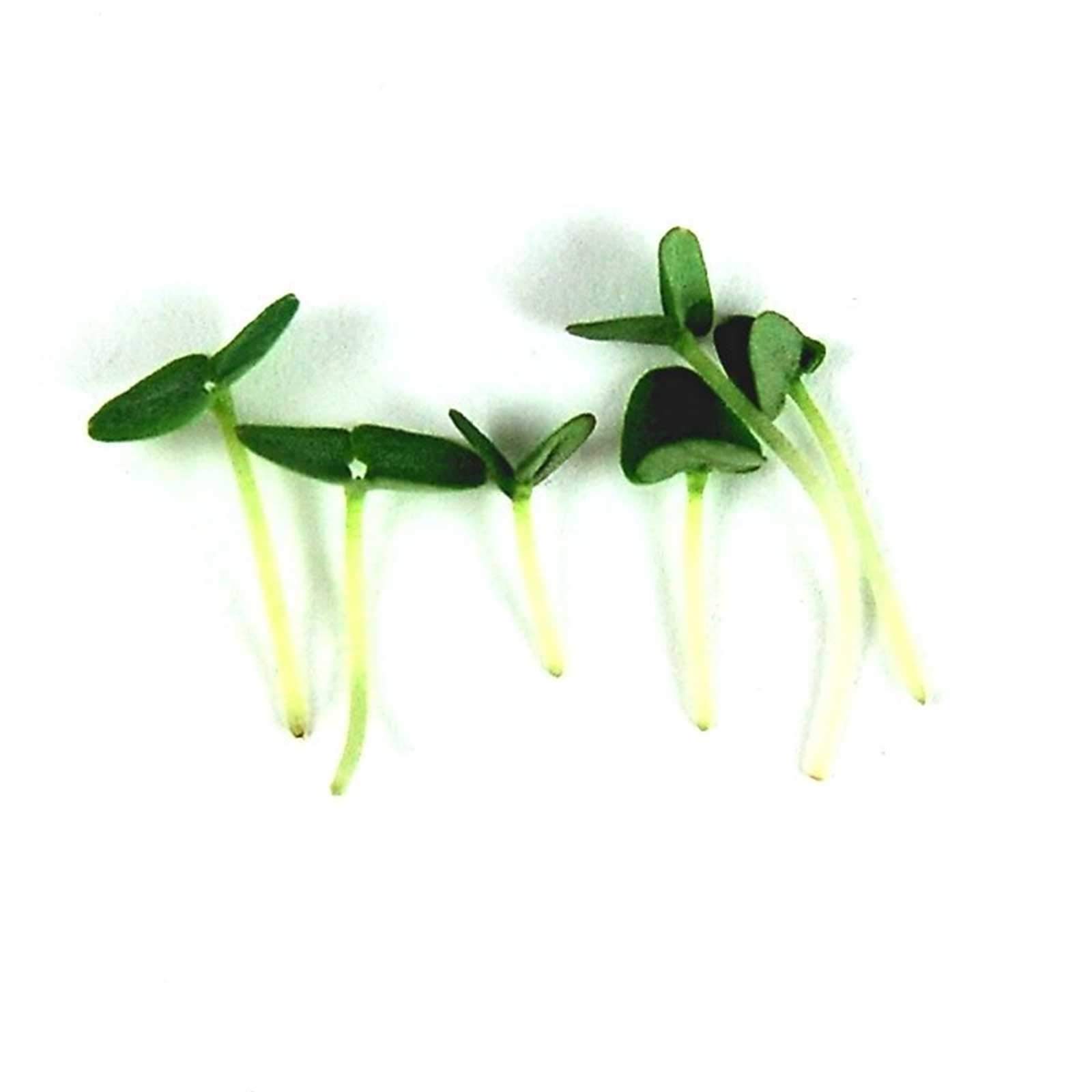 Organic Thai Basil Seeds - 1 Lb Bulk Herb Seeds for Growing Microgreens | Indoor Gardening, Hydroponics, Container Planting | Perfect for Salads, Garnishes & Asian Cuisine