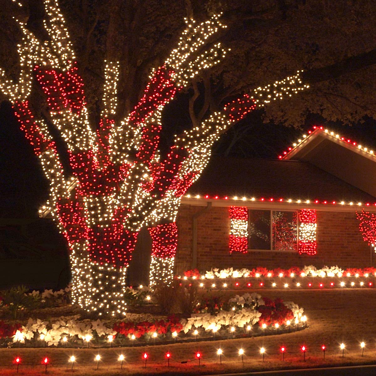 Wintergreen 50 LED Red Christmas Lights - 5mm, 6
