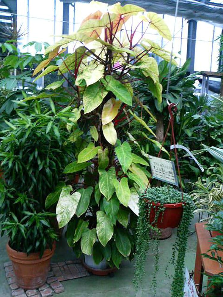 Philodendron Painted Lady Live Plant - Variegated Houseplant in 4