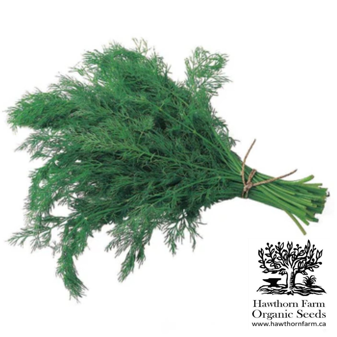 Organic Dill Seeds for Planting - Fresh Culinary Herb Garden Kit - Perfect for Cooking, Pickling & Homegrown Herb Gardens