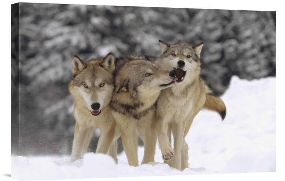 Tim Fitzharris Timber Wolf Trio Playing in Snow Montana - Premium Gallery Wrap Canvas Wall Art Print - Wildlife Home Decor for Living Room, Office & Cabin