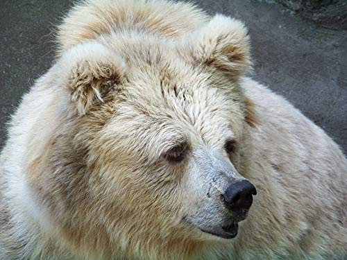 20x30 Inch Laminated Zoo Bear Poster - Vibrant Colors & HD Animal Wall Art for Home Decor - Perfect for Living Room, Nursery & Classroom Decorations