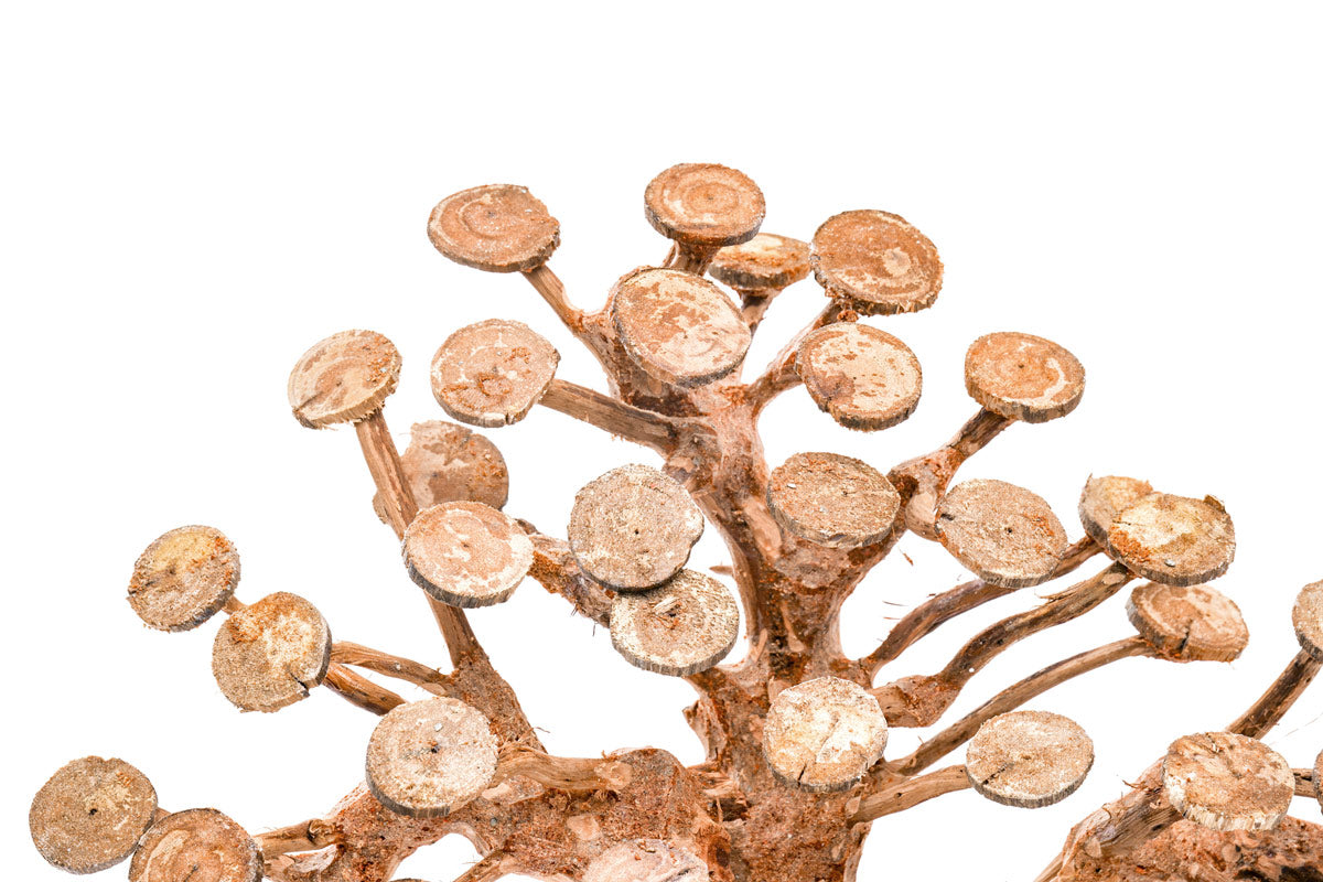 UNS Bonsai 016 - Premium Mini Bonsai Tree Kit for Home & Office Decor | Perfect for Zen Gardens, Desktop Decor, and Unique Gifts