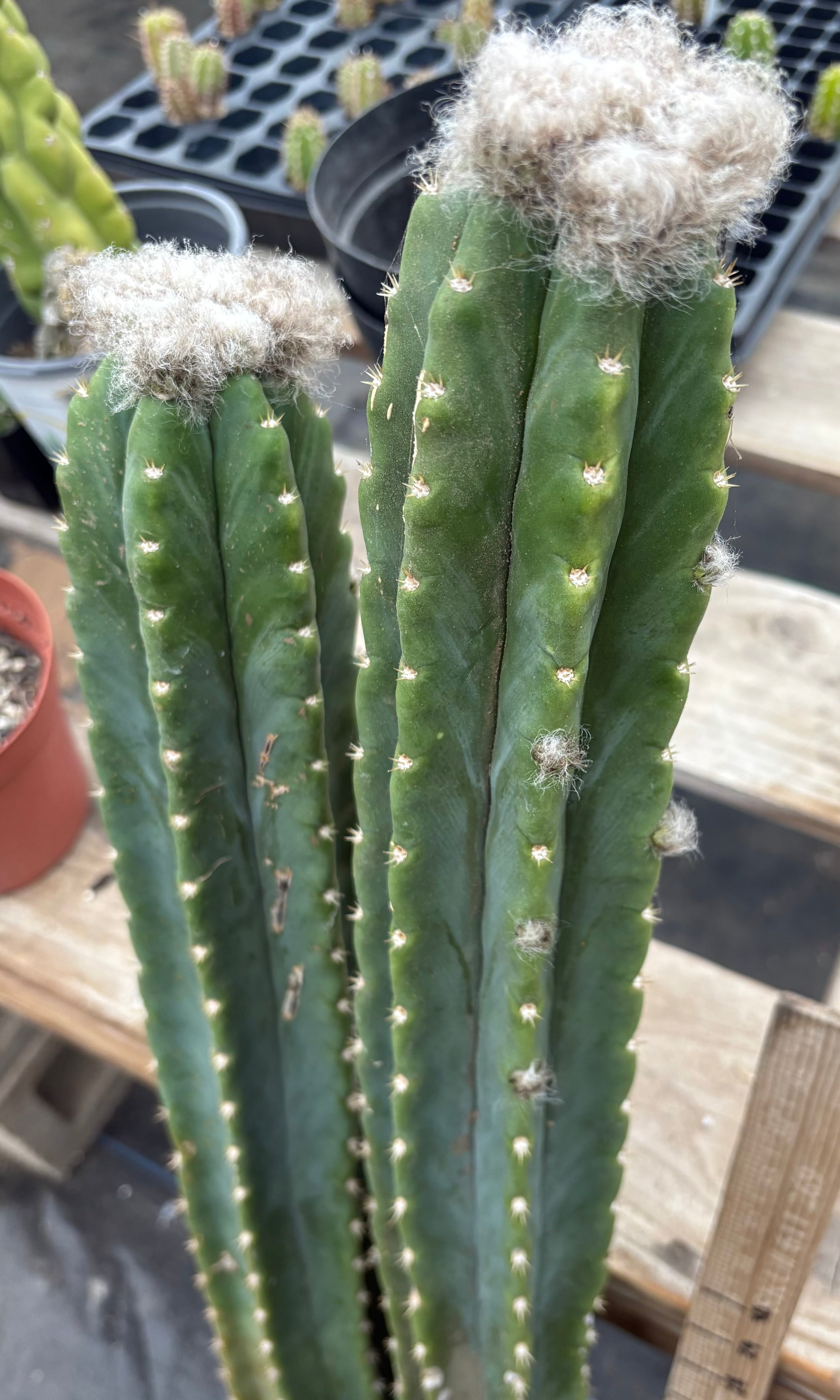 EC242 EXACT Trichocereus Pachanoi PC 2 Long Cactus Cuttings with Flower Buds | Fast-Growing San Pedro Cactus for Home Garden & Spiritual Ceremonies