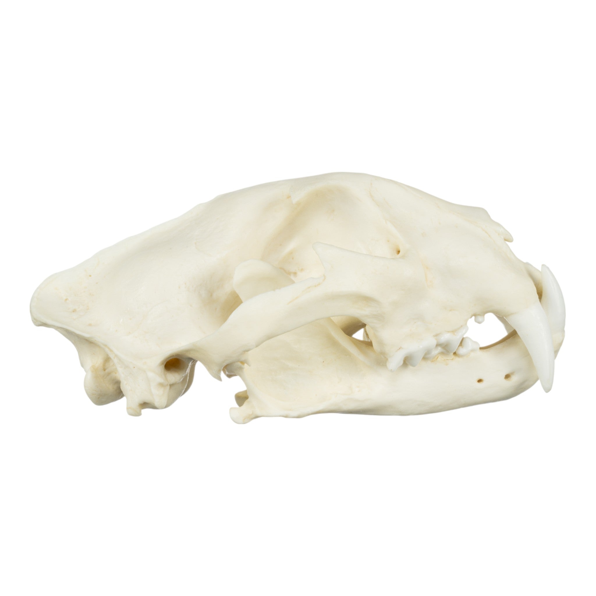 Authentic African Leopard Skull Replica - Premium Home Decor & Unique Gift for Wildlife Enthusiasts - Perfect for Safari-Themed Rooms, Hunting Lodges & Taxidermy Displays