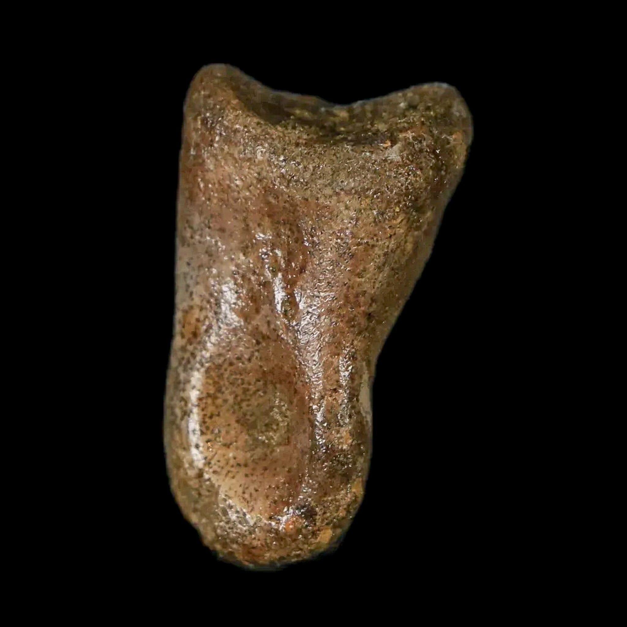 Authentic Thescelosaurus Dinosaur Fossil Toe Bone - Cretaceous Period - Lance Creek Formation, Wyoming - Includes COA - Perfect for Paleontology Enthusiasts & Fossil Collectors
