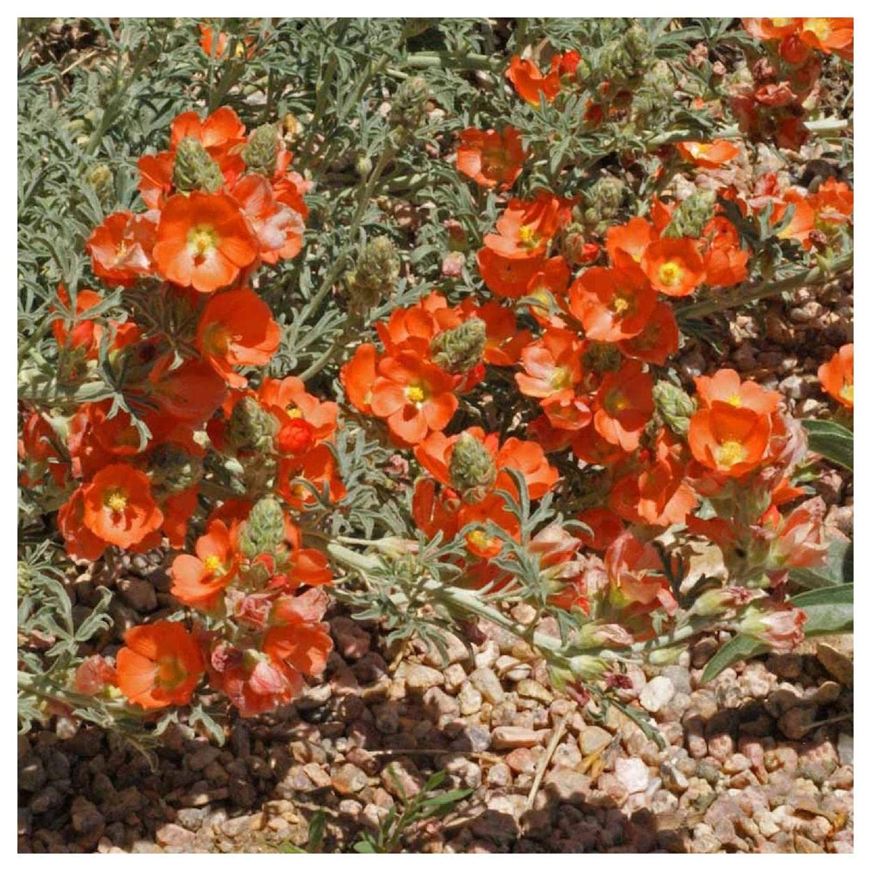 Everwilde Farms - 50 Scarlet Globe Mallow Native Wildflower Seeds - Gold Vault Jumbo Seed Packet for Garden Landscaping & Pollinator Gardens