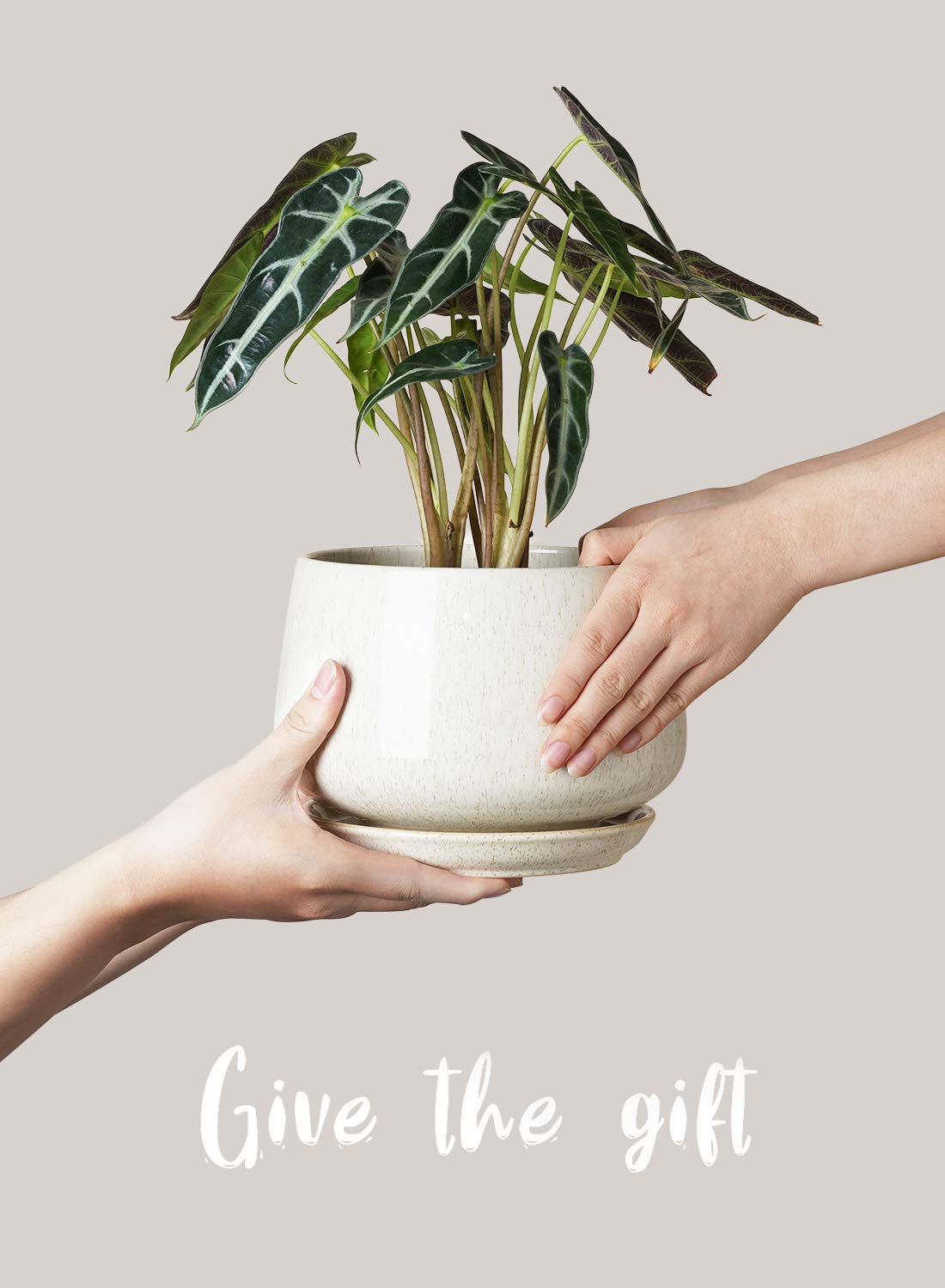 LE TAUCI Ceramic Plant Pots Set of 3 (4.1/5.1/6.5 inch) with Drainage Holes & Saucers - Indoor Flower Planters with Mesh Pads, Reactive Glaze Beige - Perfect for Home Decor, Gardening Gifts for Mom, Housewarming & Office Plants