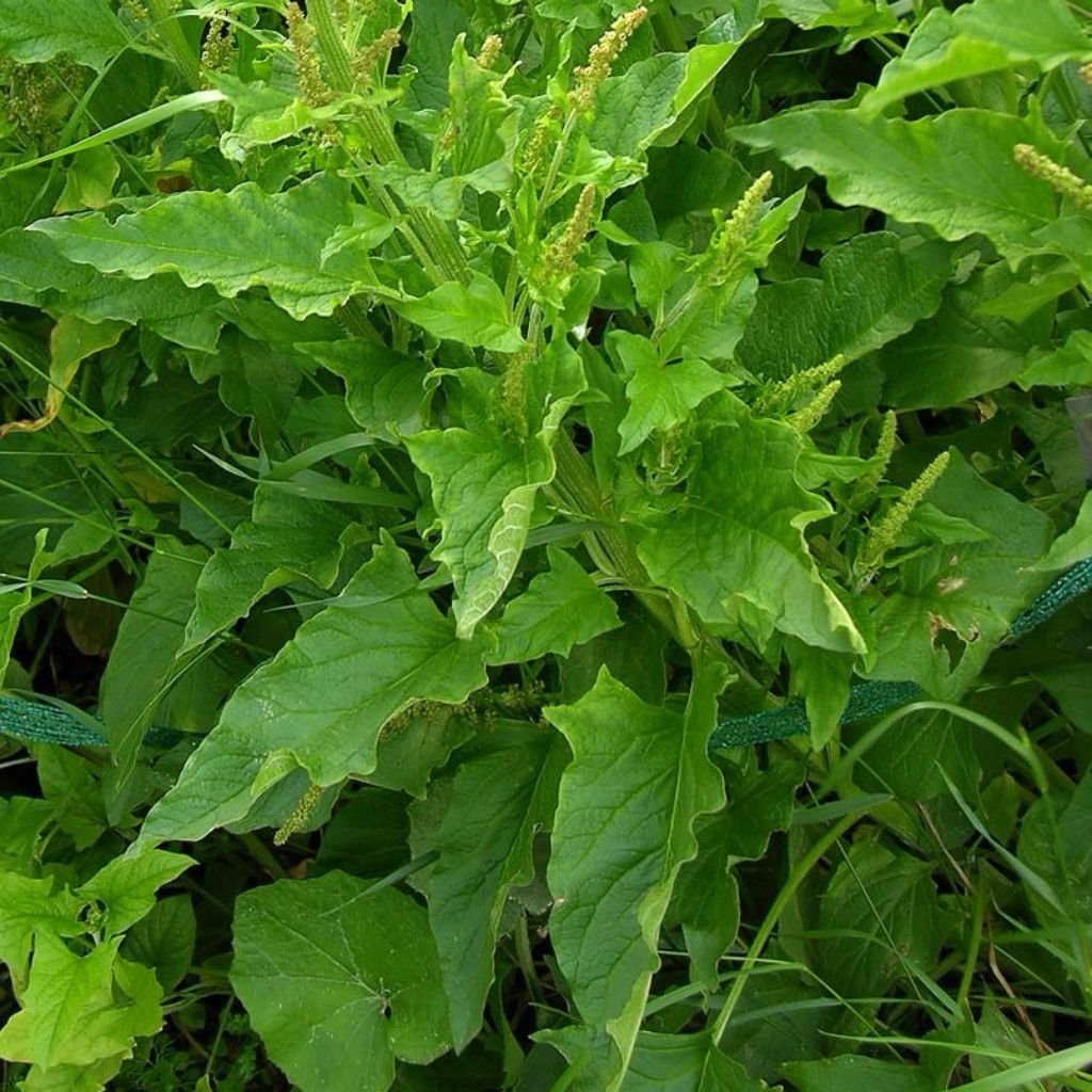 Organic Good King Henry Seeds (Chenopodium Bonus-Henricus) - Non-GMO Heirloom Herb - 30 Seeds Packet for Home Garden, Permaculture & Medicinal Planting - Palm Beach Medicinal Herbs