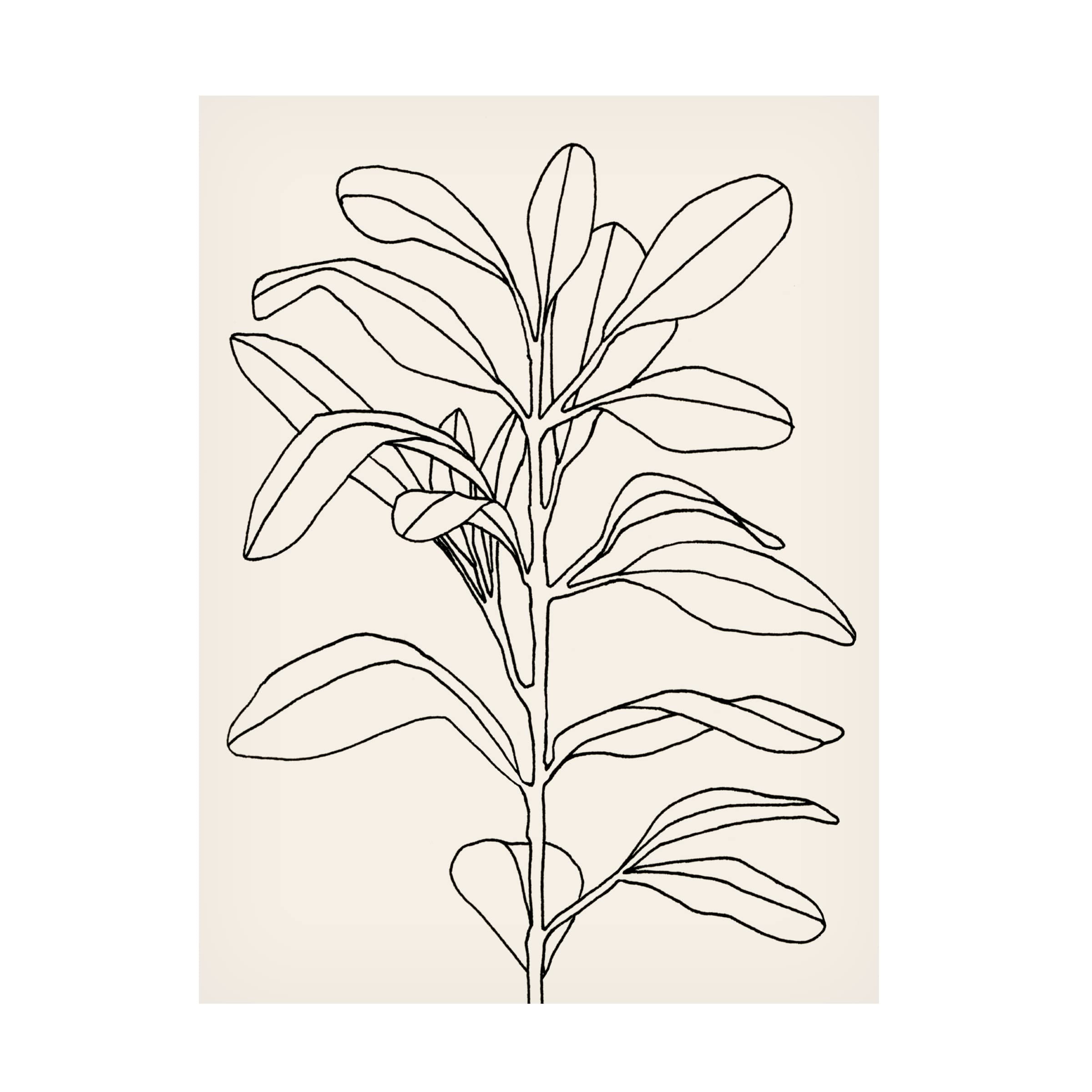 Emma Scarvey 'Olive Branch Contour I' Canvas Wall Art Print - Modern Botanical Home Decor for Living Room, Bedroom & Office