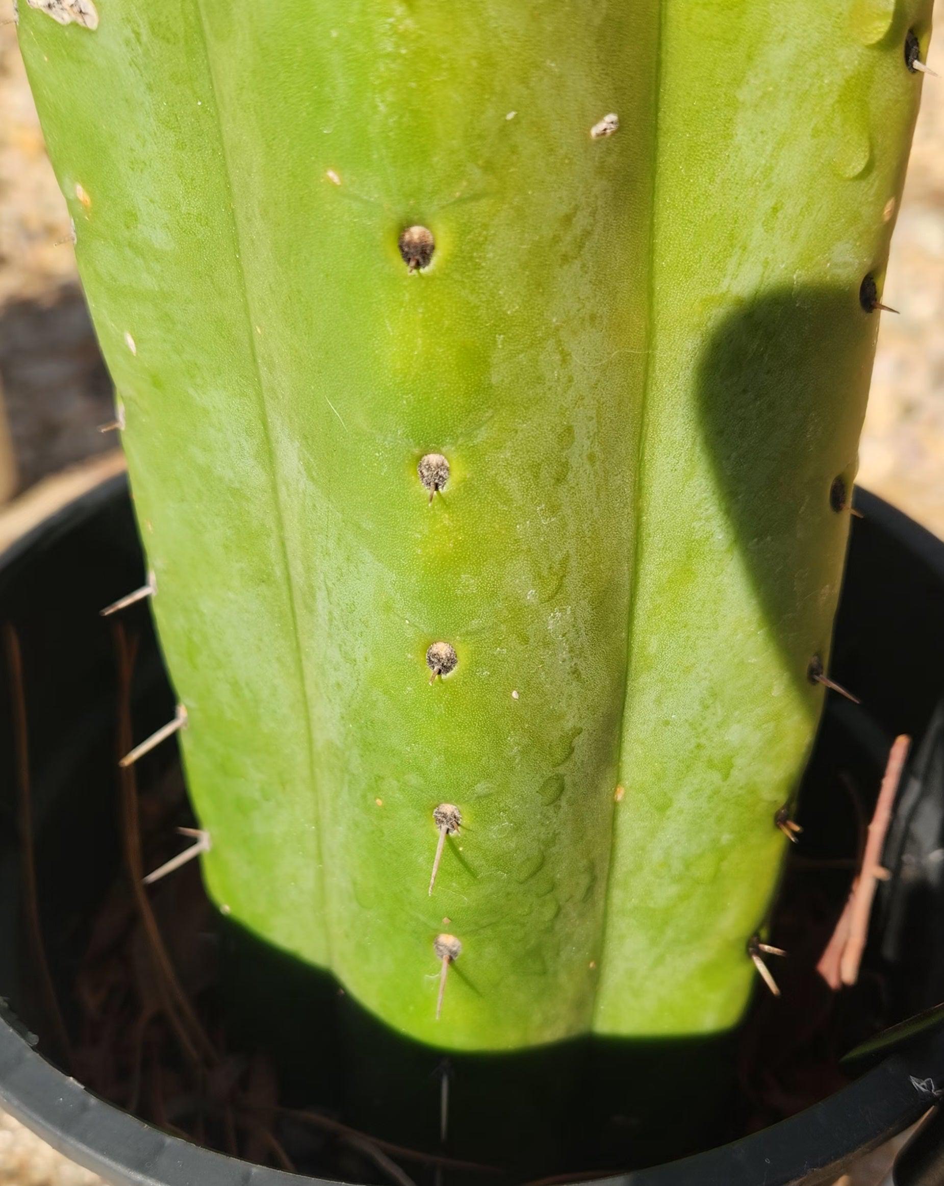 EC70 EXACT Trichocereus Pachanoi ECK Cactus - 18.5 Inch Tall San Pedro Cactus for Home Decor, Landscaping & Spiritual Ceremonies