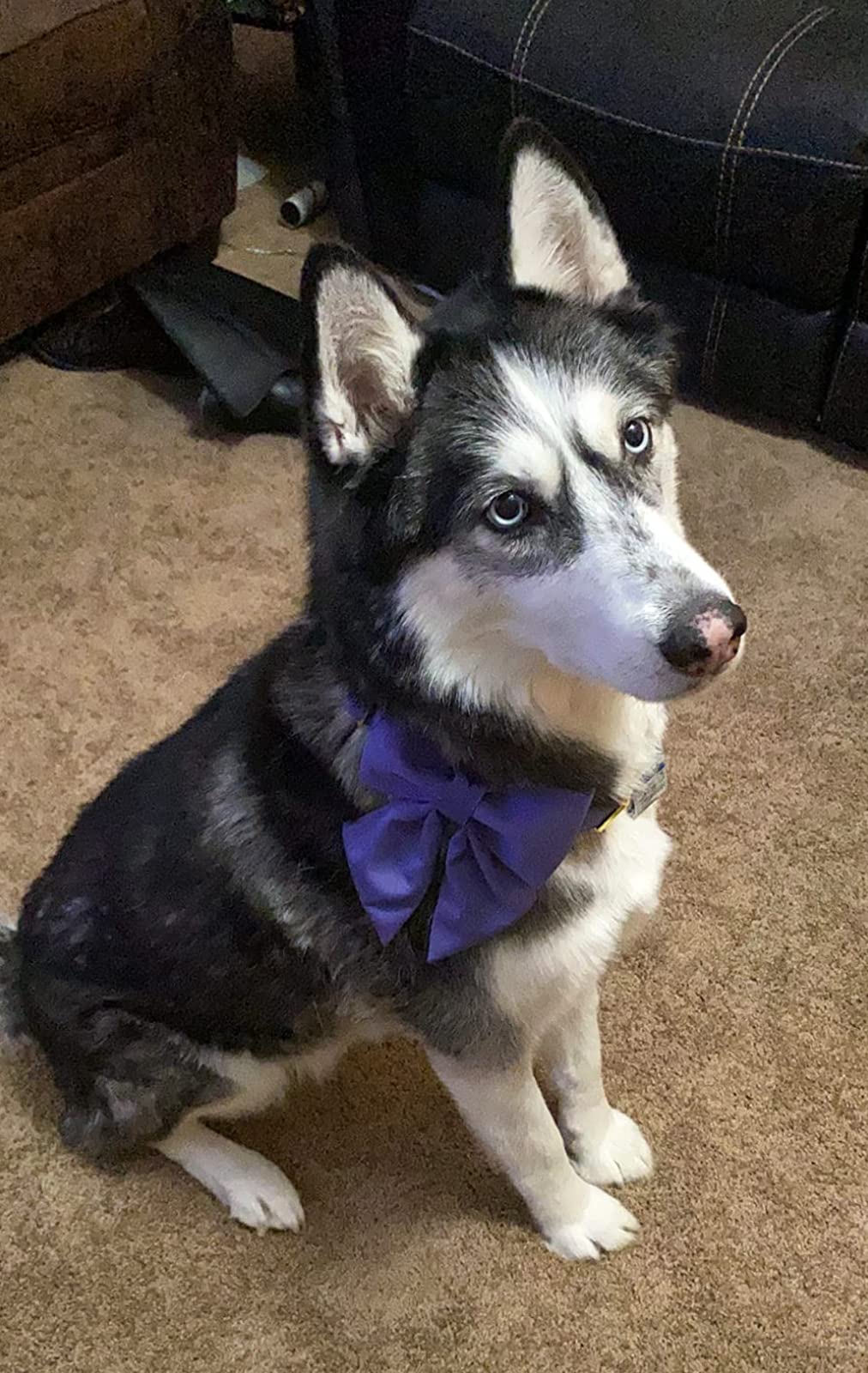 Premium Adjustable Breakaway Dog Collar with Bow Tie - Purple Sailor Style for Small Medium Large XL Dogs - Golden Metal Buckle - Perfect for Birthday Gifts & Special Occasions