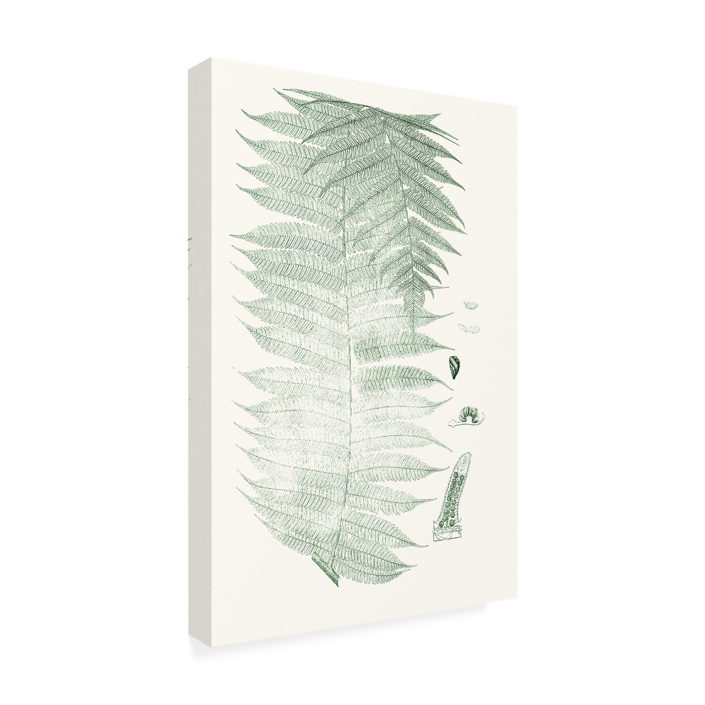 Trademark Fine Art 'Verdure Ferns VI' Canvas Wall Art Print by Vision Studio - Elegant Botanical Decor for Living Room, Bedroom & Office