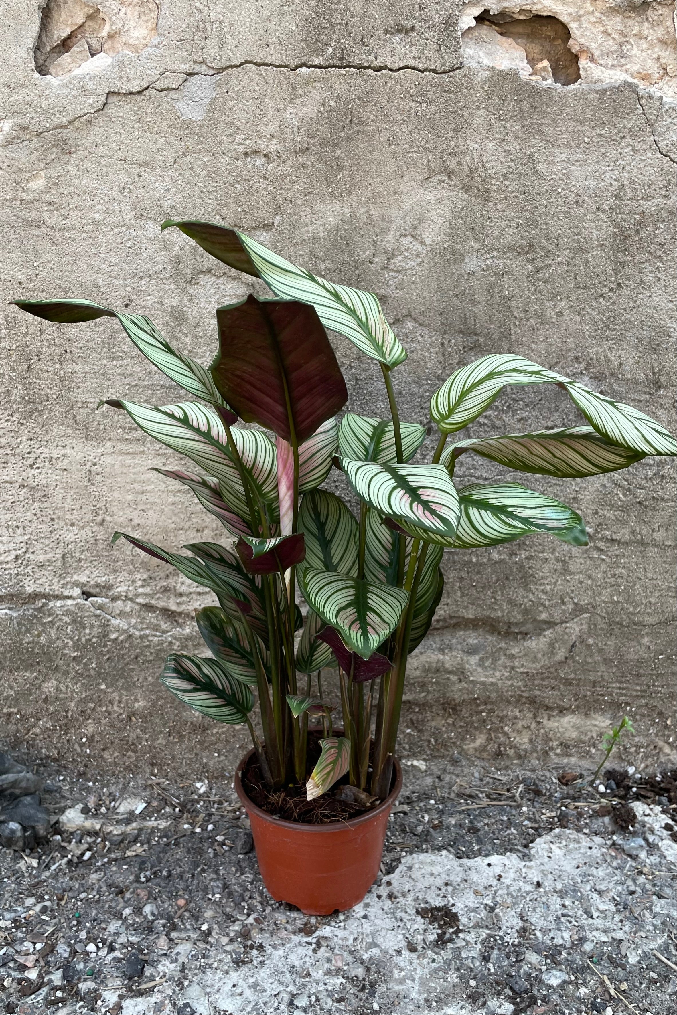 Calathea Majestica 'White Star' 4