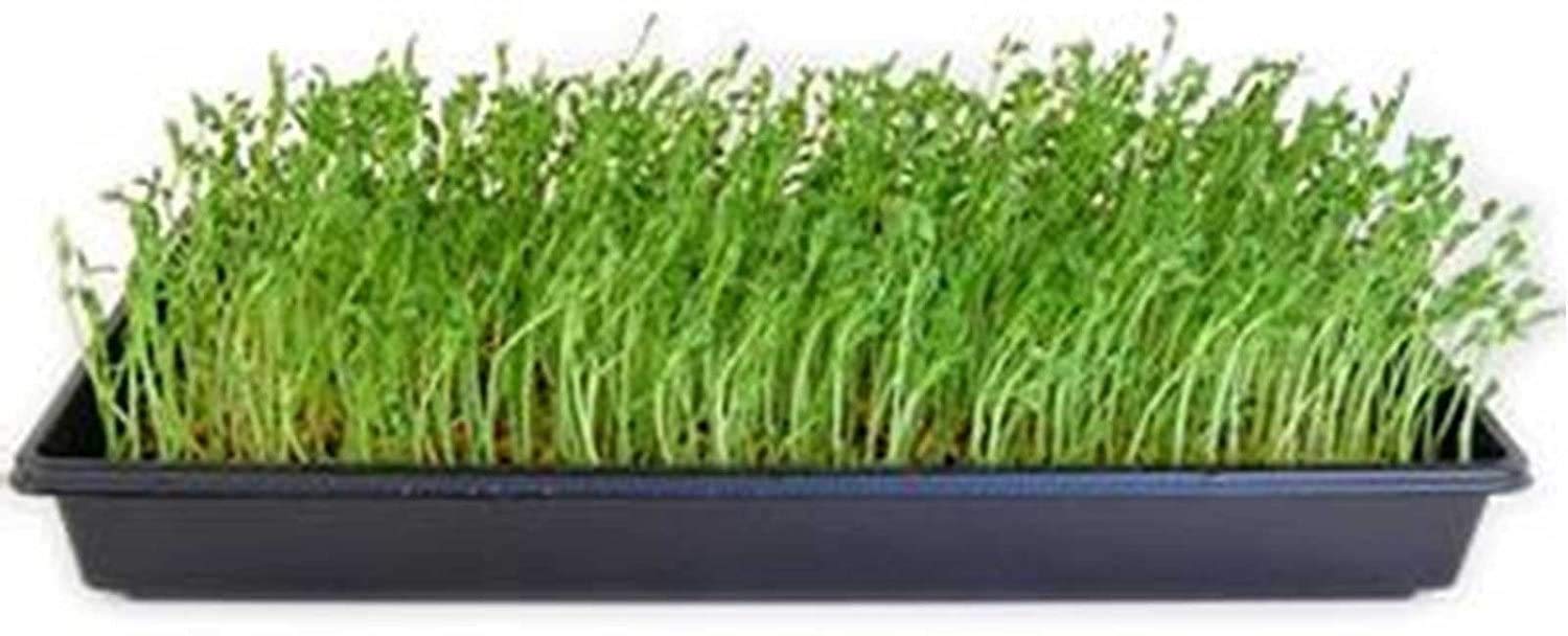 Dun Pea Sprouting Seeds - 35 Lbs for Hydroponics & Microgreens - Gardening & Food Storage
