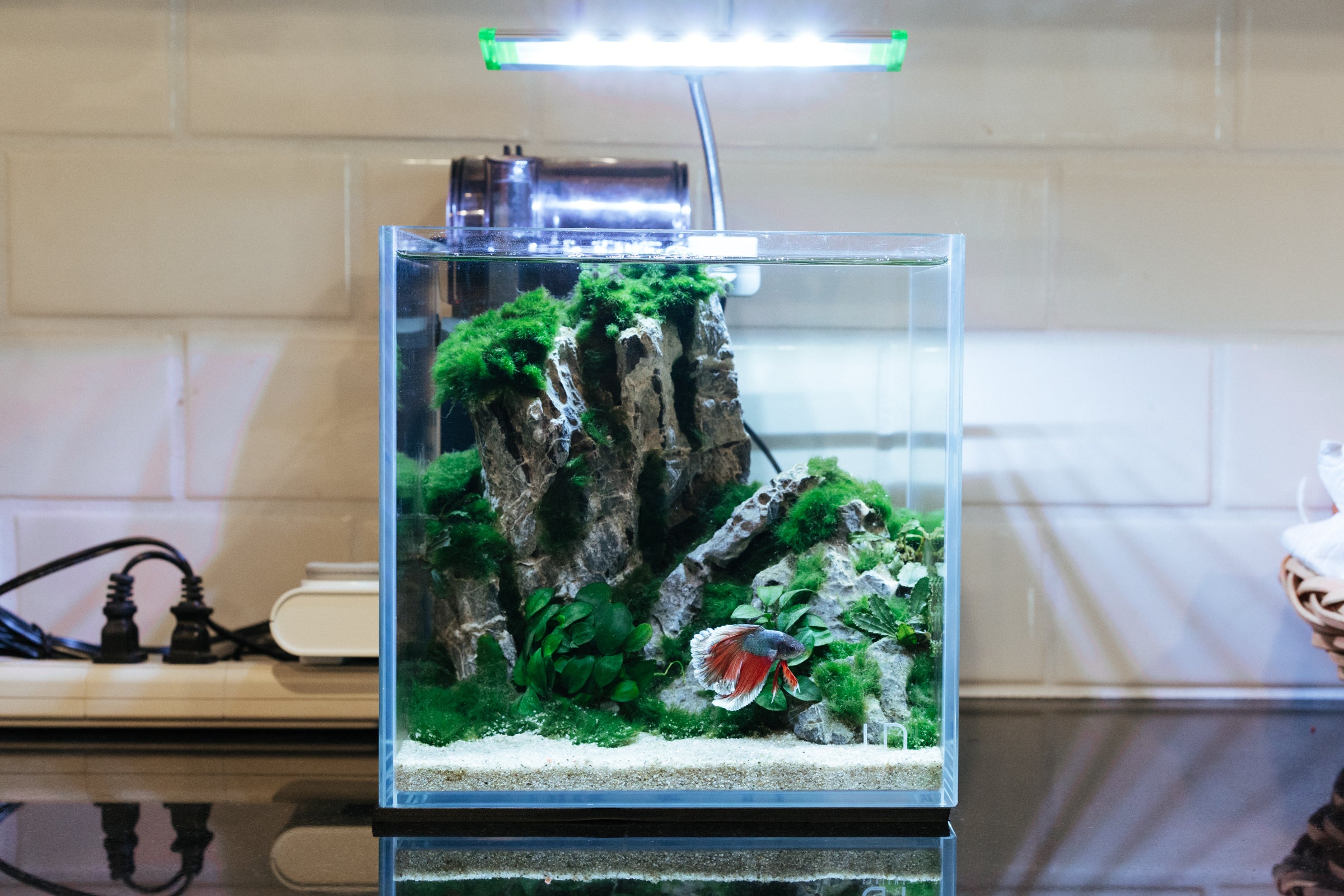 Anubias Nana Petite Live Aquarium Plant - Small Aquatic Plant for Fish Tanks, Nano Tanks & Aquascaping | Low Light & Easy Care Freshwater Plant