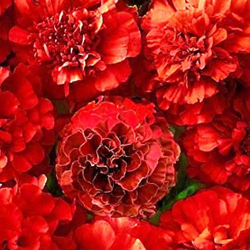 Elwyn 50 Marigold Red Flower Seeds for Planting - Premium Garden Flower Seeds for Outdoor & Indoor Gardening, Landscaping, and DIY Floral Arrangements