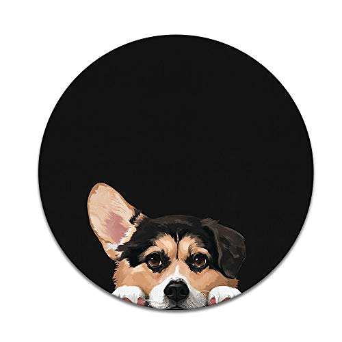 Tricolor Pembroke Welsh Corgi