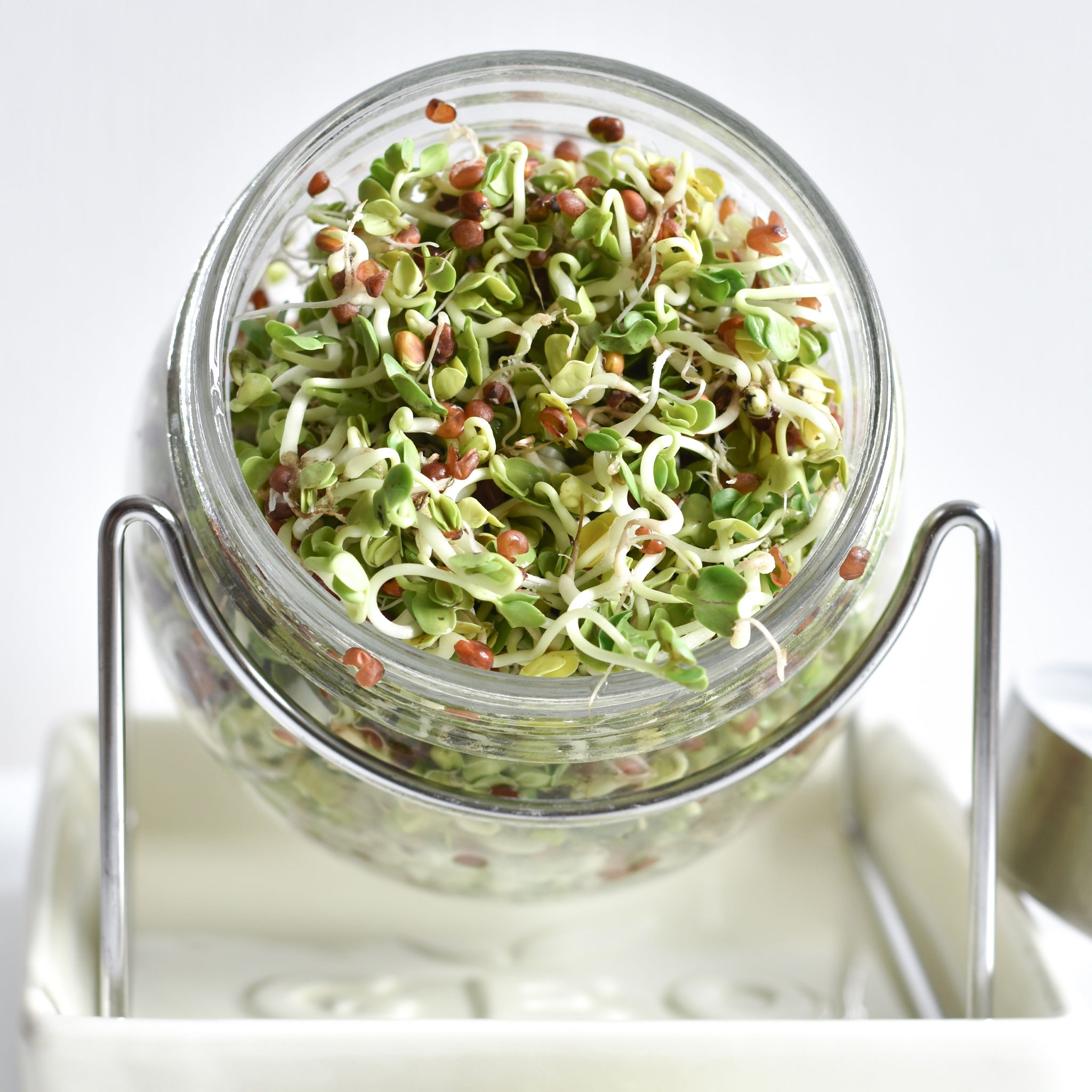 Organic Sprouting Jar Kit with Stainless Steel Mesh Lid & Ceramic Tray - Perfect for Homegrown Alfalfa, Broccoli & Bean Sprouts | Indoor Gardening & Healthy Eating