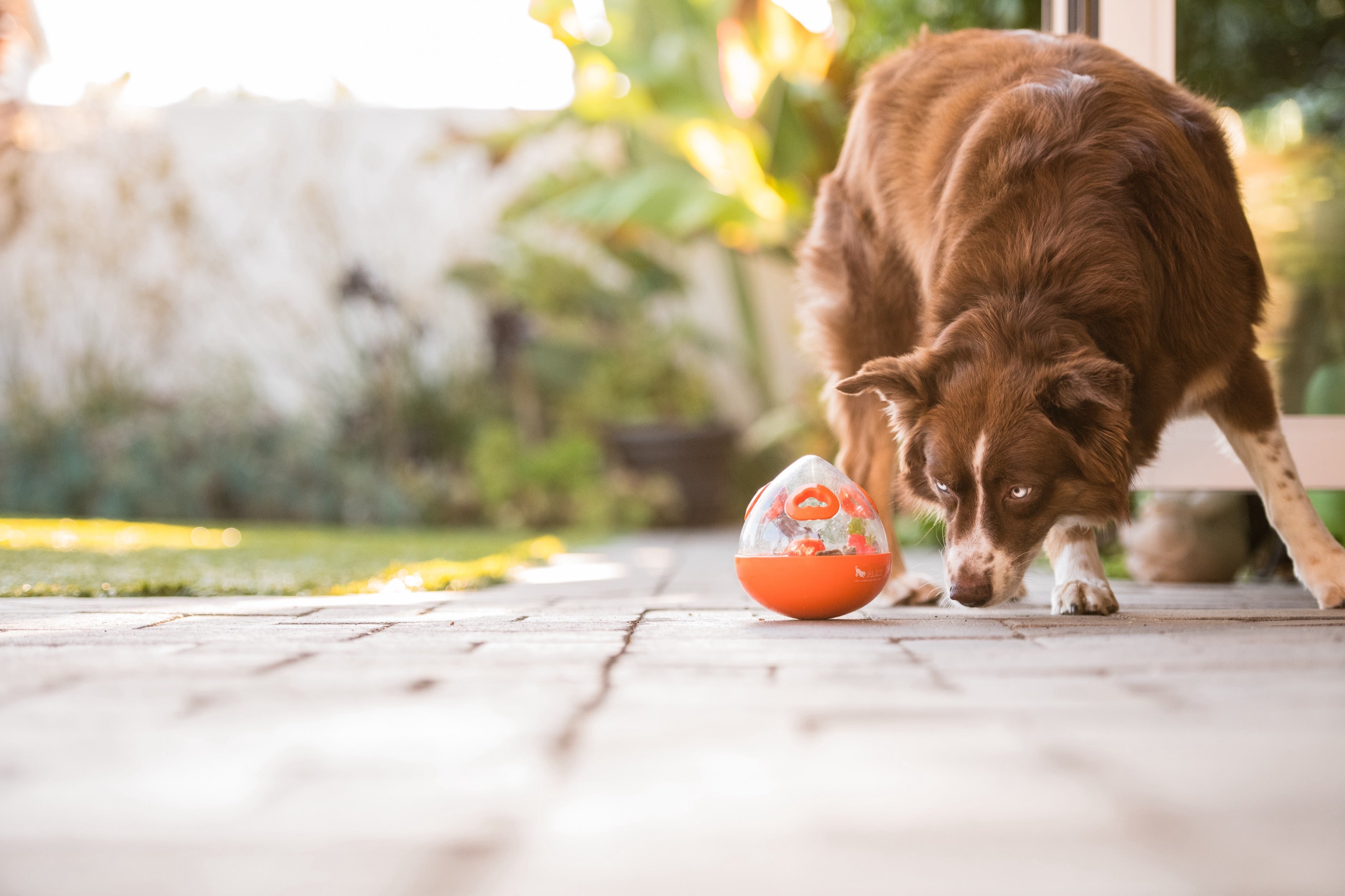Interactive Wobble Ball Dog Toy with Treat Dispenser - Orange | Pet P.L.A.Y. | Fun Puzzle Game for Dogs to Stay Active & Entertained