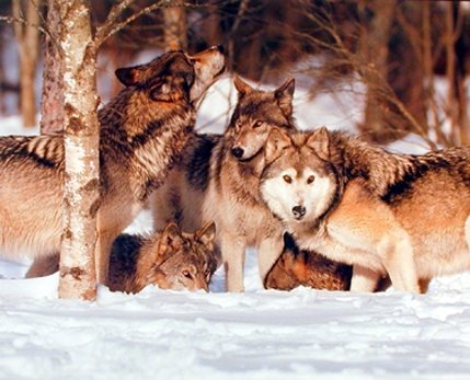 Gray Wolves in Pack Wildlife Animal Picture - Premium 8x10 Wall Art Print for Home & Office Decor | Impact Posters Gallery | Perfect for Living Room, Bedroom or Cabin Decor