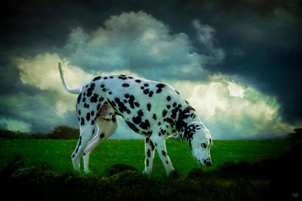 Dalmatian Dog Photo Art Print by Chris Lord - 16x24 Inch Framed Wall Decor Poster for Living Room, Bedroom & Office - Unique Animal Photography Gift for Dog Lovers
